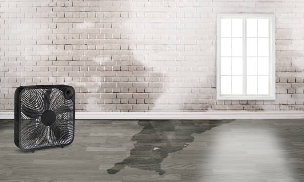 Best Local water damage restoration  in Copiague, NY